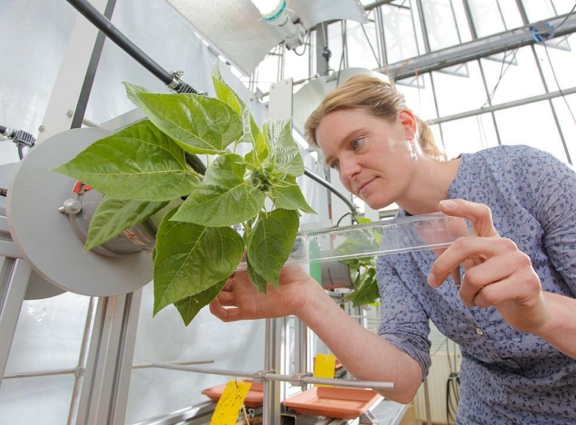 Dr. Alina Schick von der Universität Hohenheim lässt ihre Pflanzen rotieren und horizontal wachsen (Foto: Universität Hohenheim, Jan Winkler)